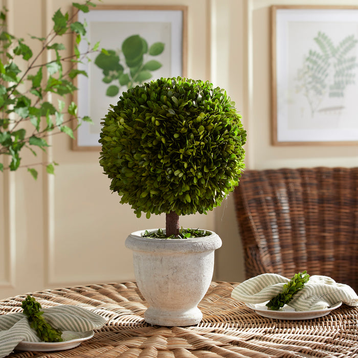Design Shop Boxwood Single 11" Ball Topiary In Pot