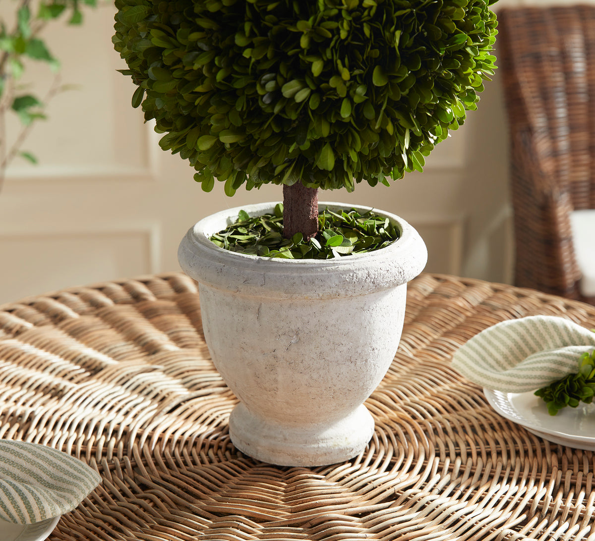 Design Shop Boxwood Single 11" Ball Topiary In Pot