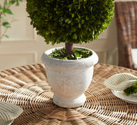 Design Shop Boxwood Single 11" Ball Topiary In Pot