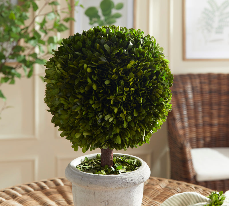 Design Shop Boxwood Single 11" Ball Topiary In Pot