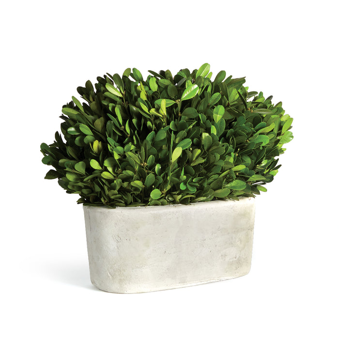 Design Shop Boxwood Bush In Oval Pot