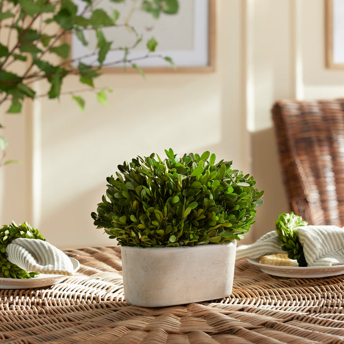 Design Shop Boxwood Bush In Oval Pot