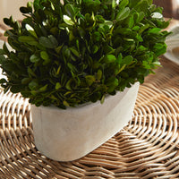 Design Shop Boxwood Bush In Oval Pot