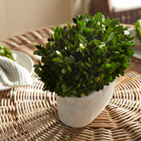 Design Shop Boxwood Bush In Oval Pot