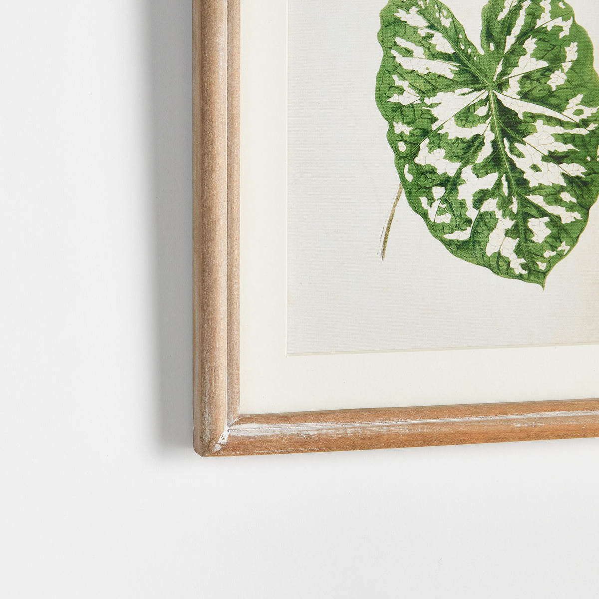 Design Shop Leaf Cuttings Petite Prints, Set Of 3