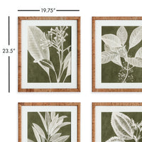 Design Shop Translucent Stem Prints, Set Of 4