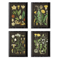 Design Shop Golden Botanical Study, Set Of 4
