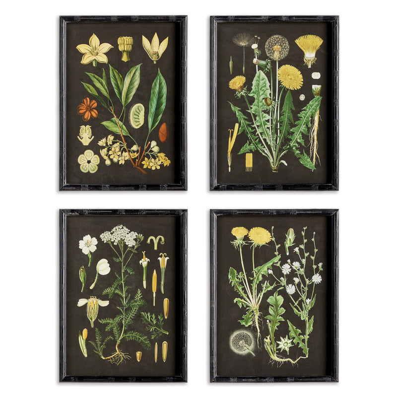 Design Shop Golden Botanical Study, Set Of 4