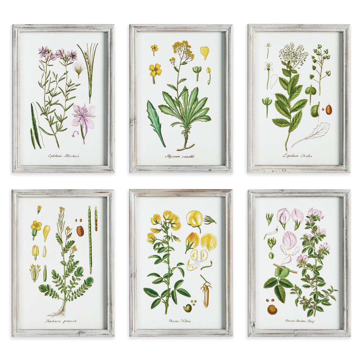 Design Shop Perennial Botanical Study, Set Of 6