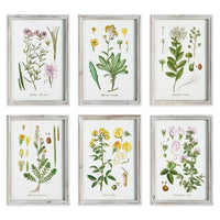 Design Shop Perennial Botanical Study, Set Of 6