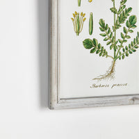 Design Shop Perennial Botanical Study, Set Of 6