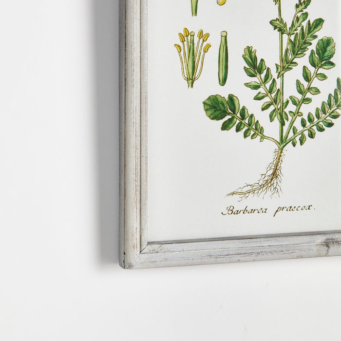 Design Shop Perennial Botanical Study, Set Of 6