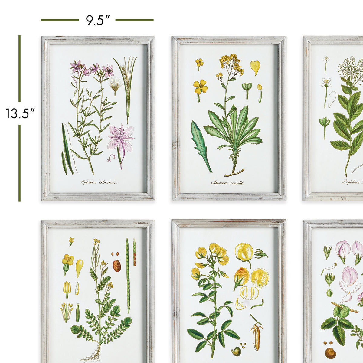 Design Shop Perennial Botanical Study, Set Of 6