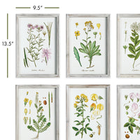 Design Shop Perennial Botanical Study, Set Of 6