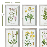 Design Shop Perennial Botanical Study, Set Of 6