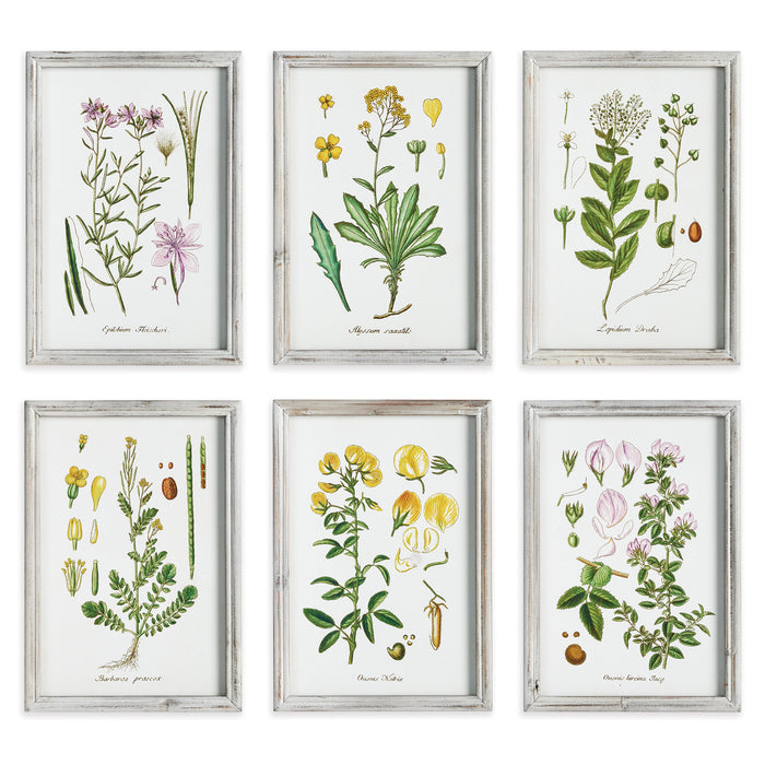 Design Shop Perennial Botanical Study, Set Of 6