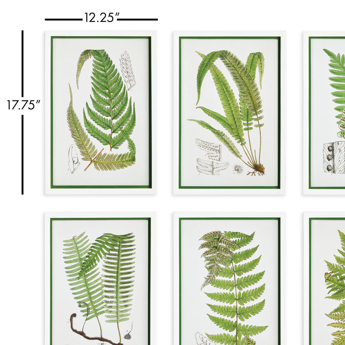 Design Shop Layered Fern Prints, Set Of 6