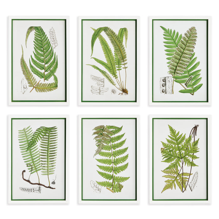 Design Shop Layered Fern Prints, Set Of 6