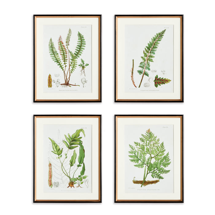 Design Shop Structural Fern Study, Set Of 4
