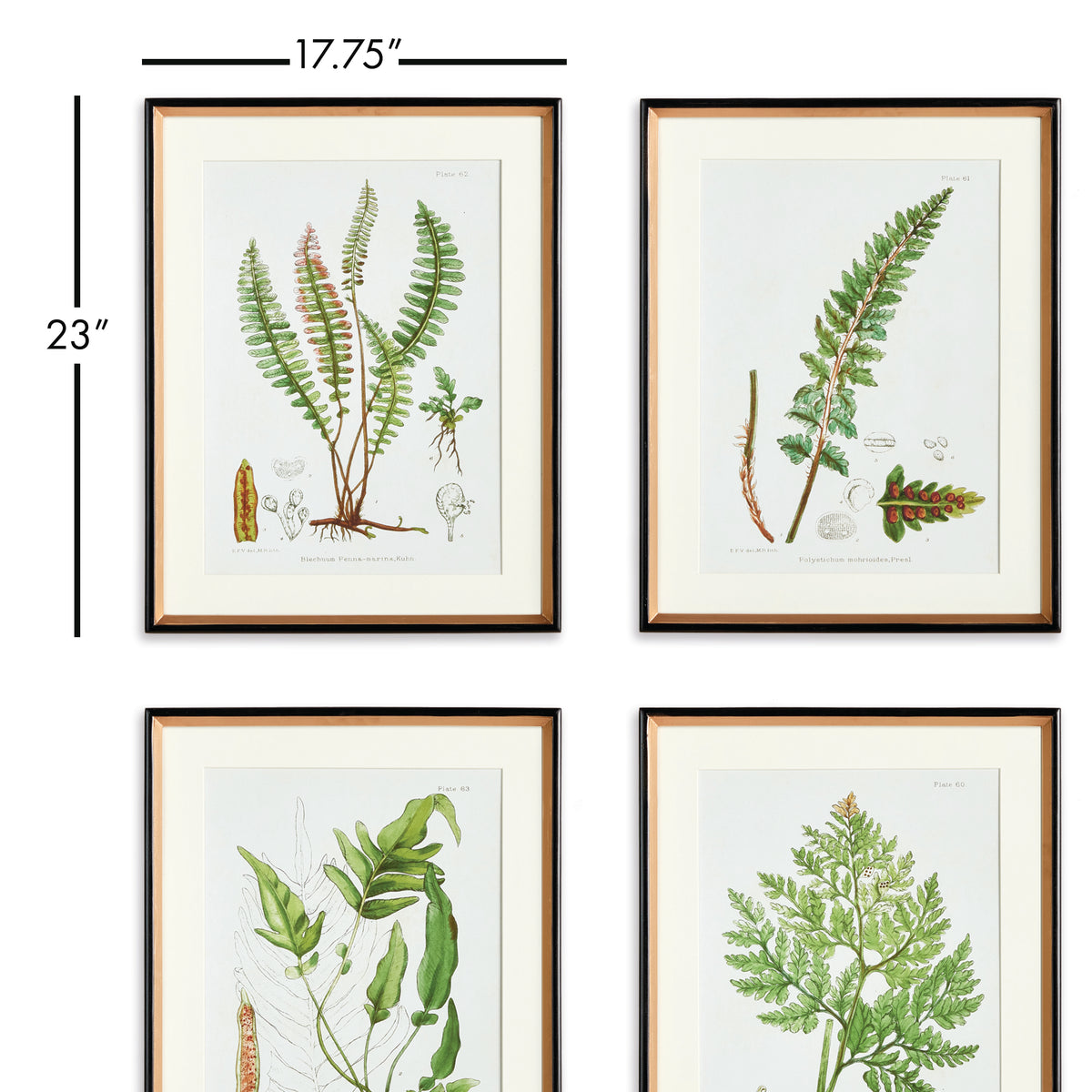 Design Shop Structural Fern Study, Set Of 4