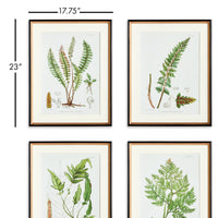 Design Shop Structural Fern Study, Set Of 4