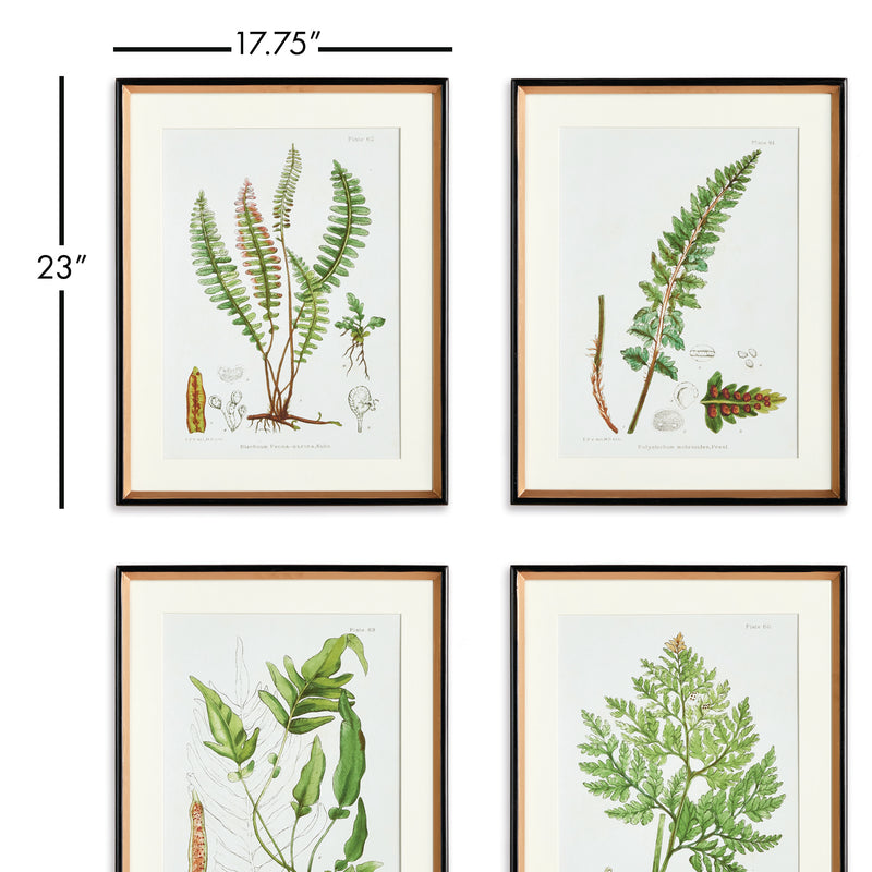 Design Shop Structural Fern Study, Set Of 4