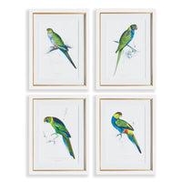 Design Shop Colorful Parrot Prints, Set Of 4