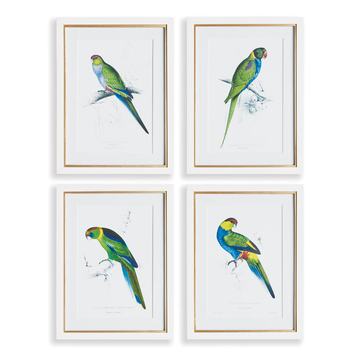 Design Shop Colorful Parrot Prints, Set Of 4