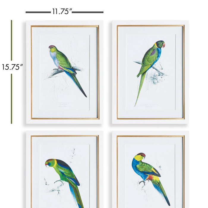 Design Shop Colorful Parrot Prints, Set Of 4