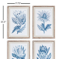 Design Shop Indigo Protea Prints, Set Of 4