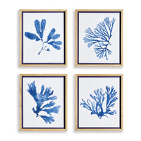 Design Shop Indigo Seaweed Prints, Set Of 4