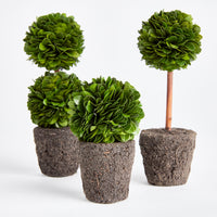 Design Shop Boxwood Mini Topiary Drop-Ins, Set Of 3