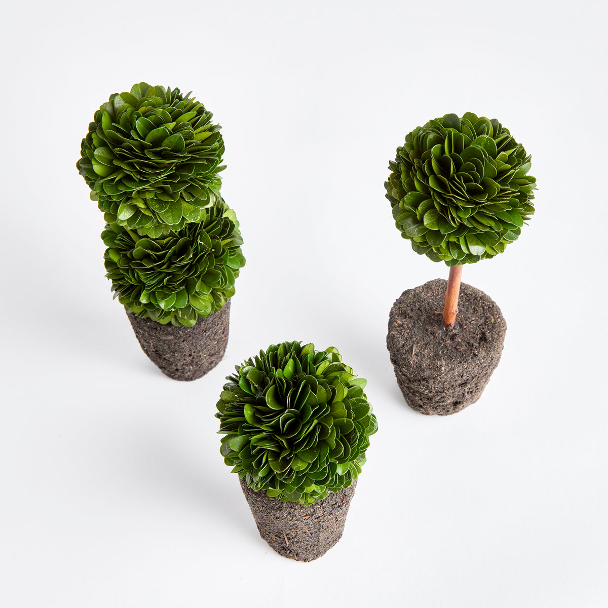 Design Shop Boxwood Mini Topiary Drop-Ins, Set Of 3