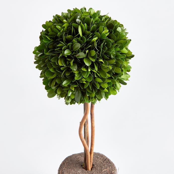 Design Shop Boxwood Single Sphere Topiary Drop-In 16"
