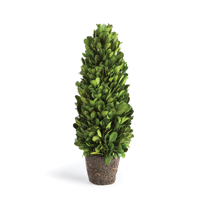 Design Shop Boxwood Cone Topiary Drop-In 12"
