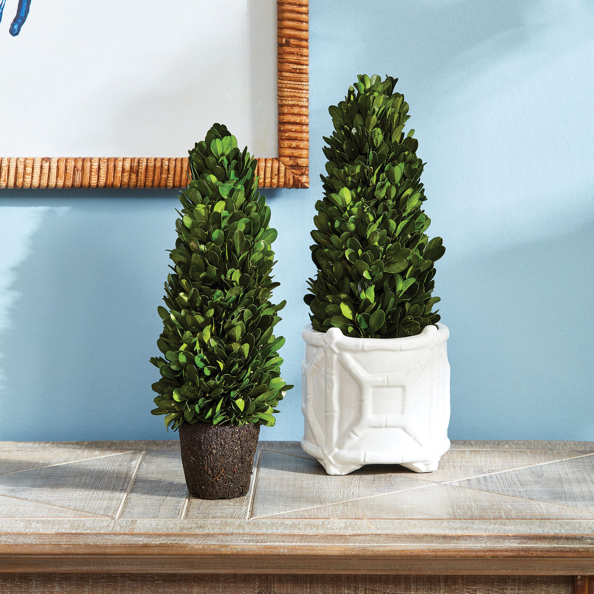 Design Shop Boxwood Cone Topiary Drop-In 12"