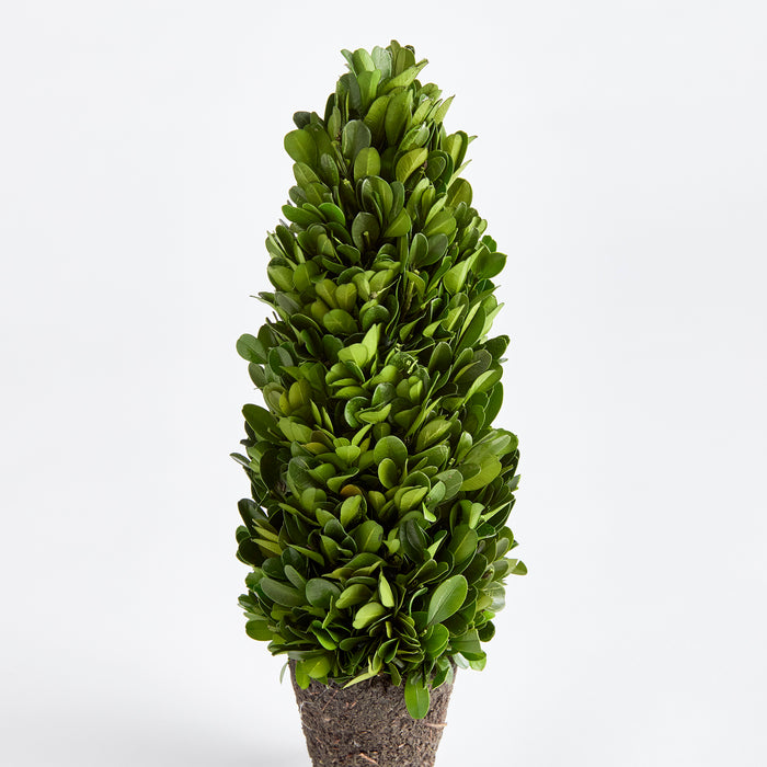 Design Shop Boxwood Cone Topiary Drop-In 12"