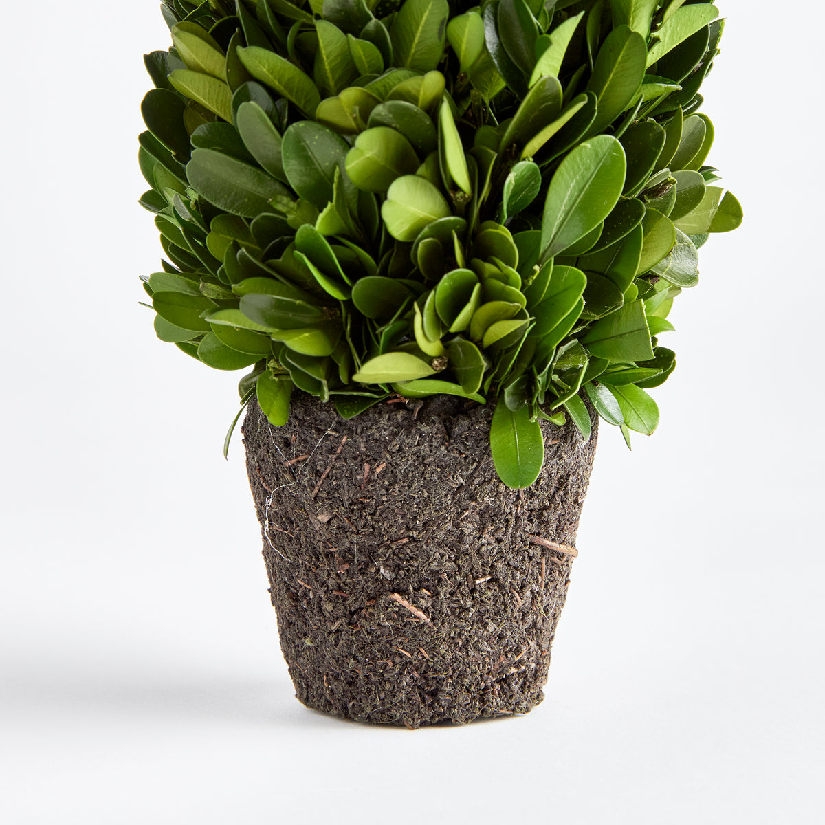 Design Shop Boxwood Cone Topiary Drop-In 12"