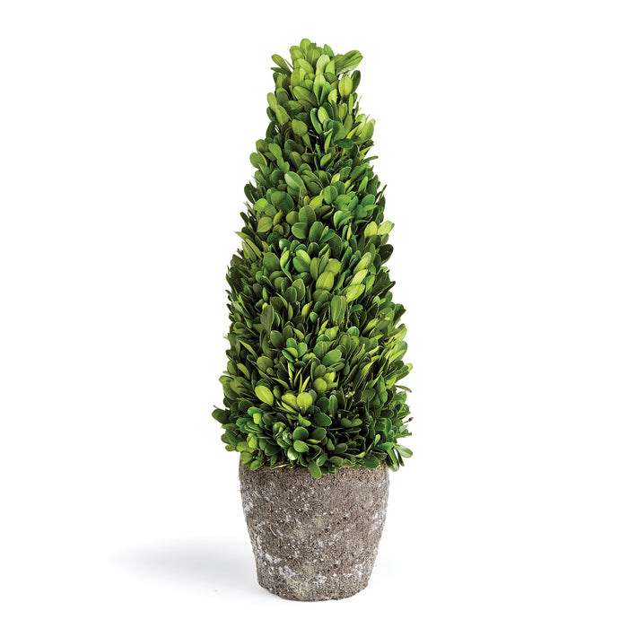 Design Shop Boxwood Cone Topiary Drop-In 16"