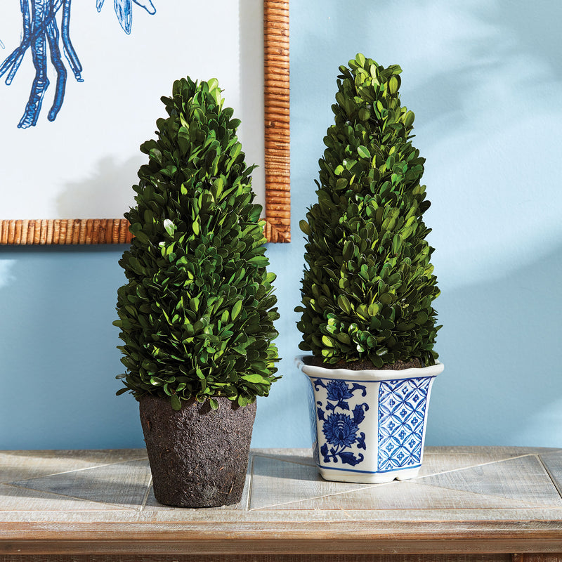 Design Shop Boxwood Cone Topiary Drop-In 16"