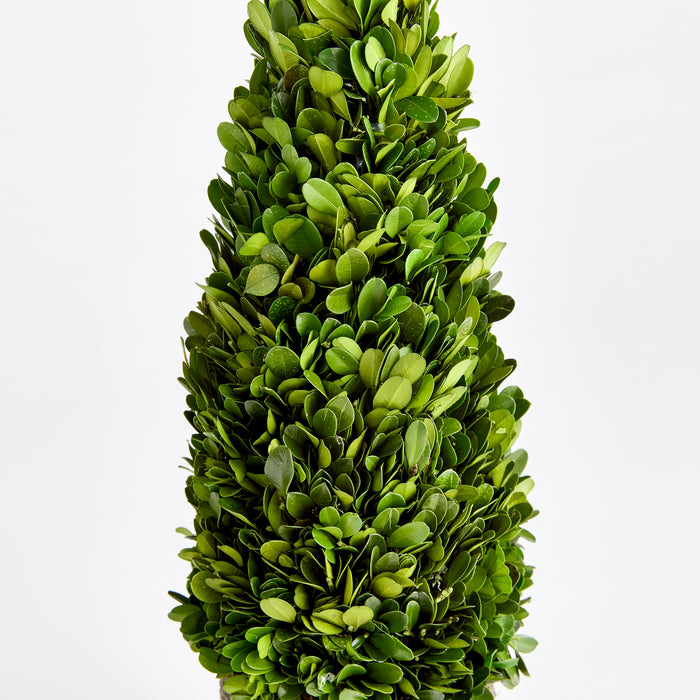 Design Shop Boxwood Cone Topiary Drop-In 16"