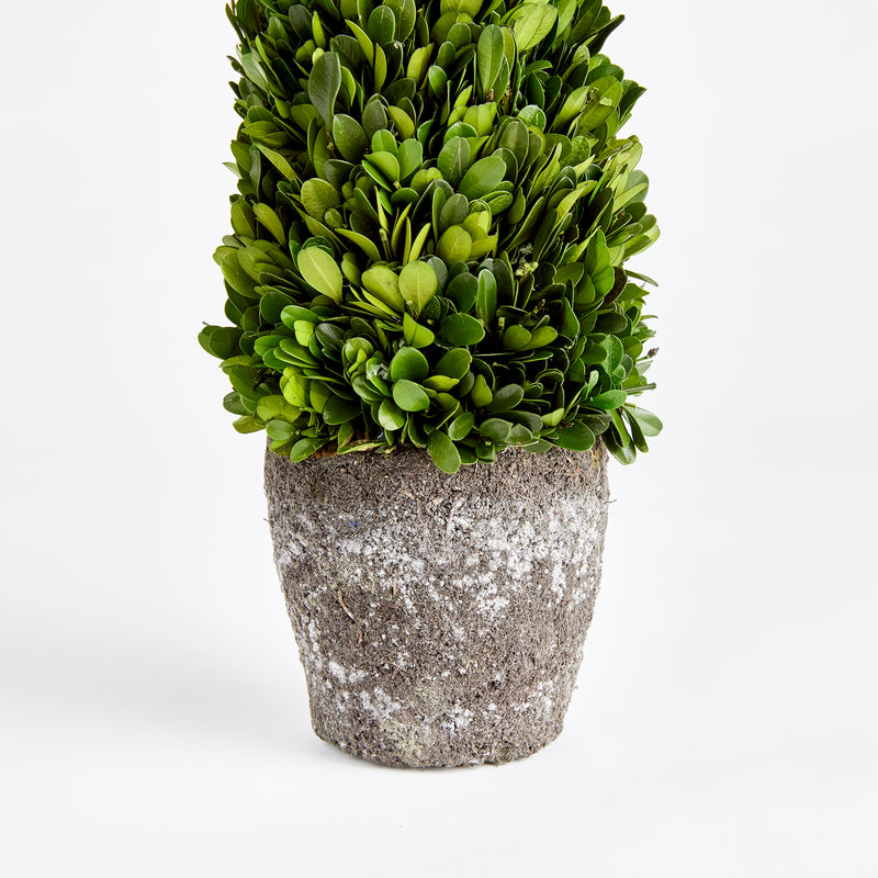 Design Shop Boxwood Cone Topiary Drop-In 16"