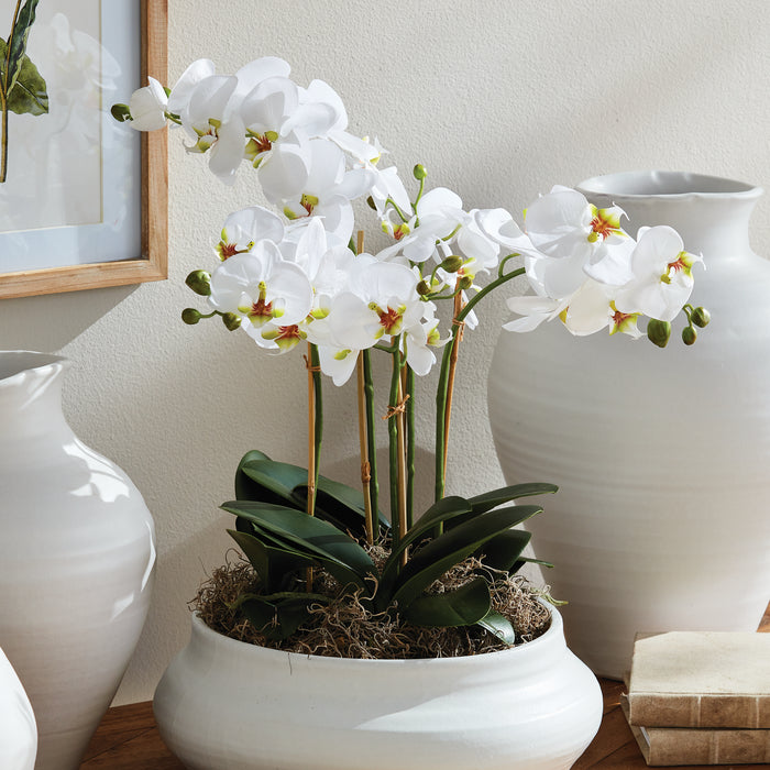 Design Shop Phalaenopsis Orchid Bowl Drop-In 20"