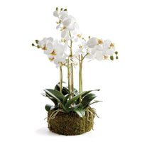 Design Shop Phalaenopsis Orchid Bowl Drop-In 20"