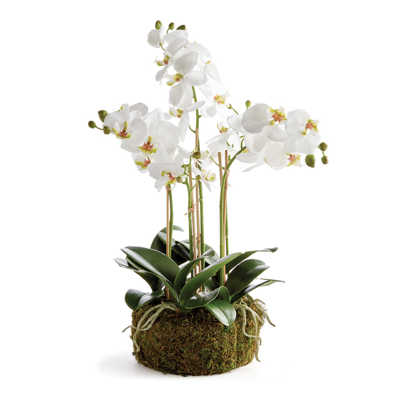 Design Shop Phalaenopsis Orchid Bowl Drop-In 20"