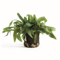 Design Shop Echeveria Fern Drop-In 13.5"