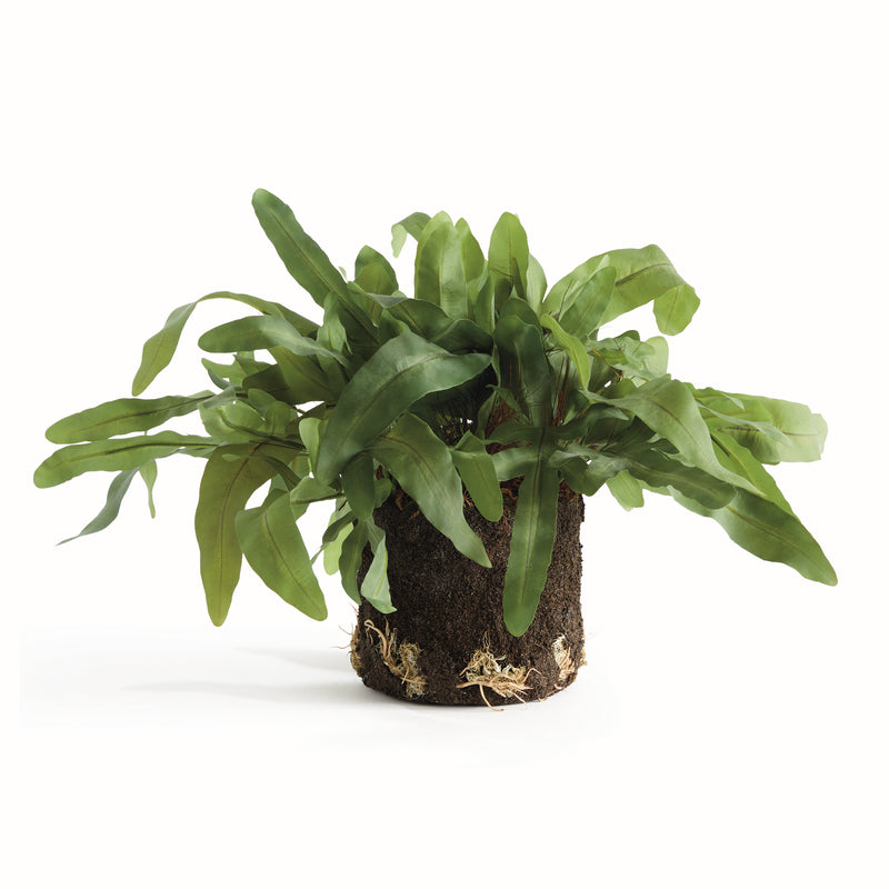 Design Shop Echeveria Fern Drop-In 13.5"