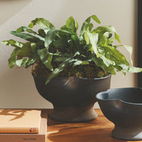 Design Shop Echeveria Fern Drop-In 13.5"