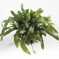 Design Shop Echeveria Fern Drop-In 13.5"