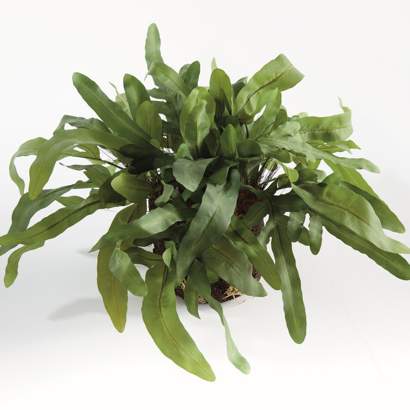 Design Shop Echeveria Fern Drop-In 13.5"